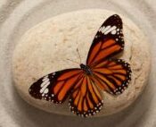 Federleicht & Ausgewogen